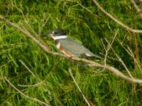 Belted Kingfisher female 